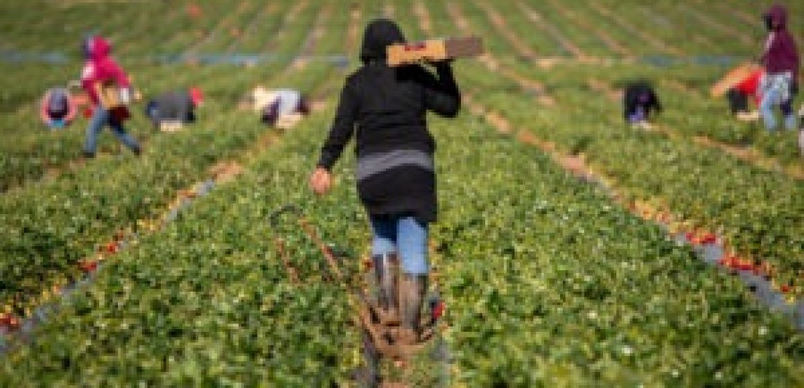 Anonymous-Farmworker-300x191
