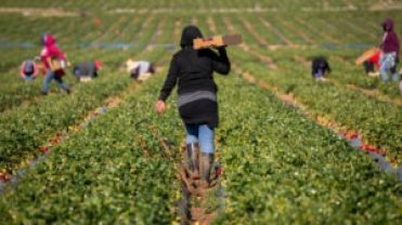 Anonymous-Farmworker-300x191