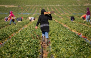 Anonymous-Farmworker-300x191